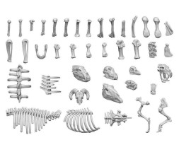 3D Printed Animal Bones (52 pcs)