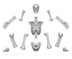 3D Printed Human Skeletons (4 pcs)